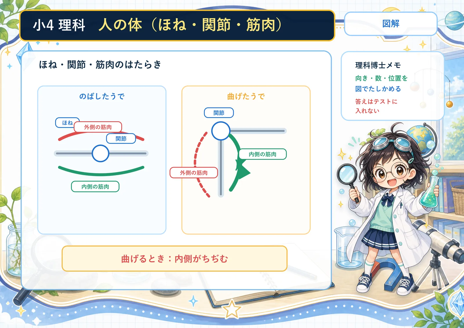 人の体（ほね・関節・筋肉）の図解