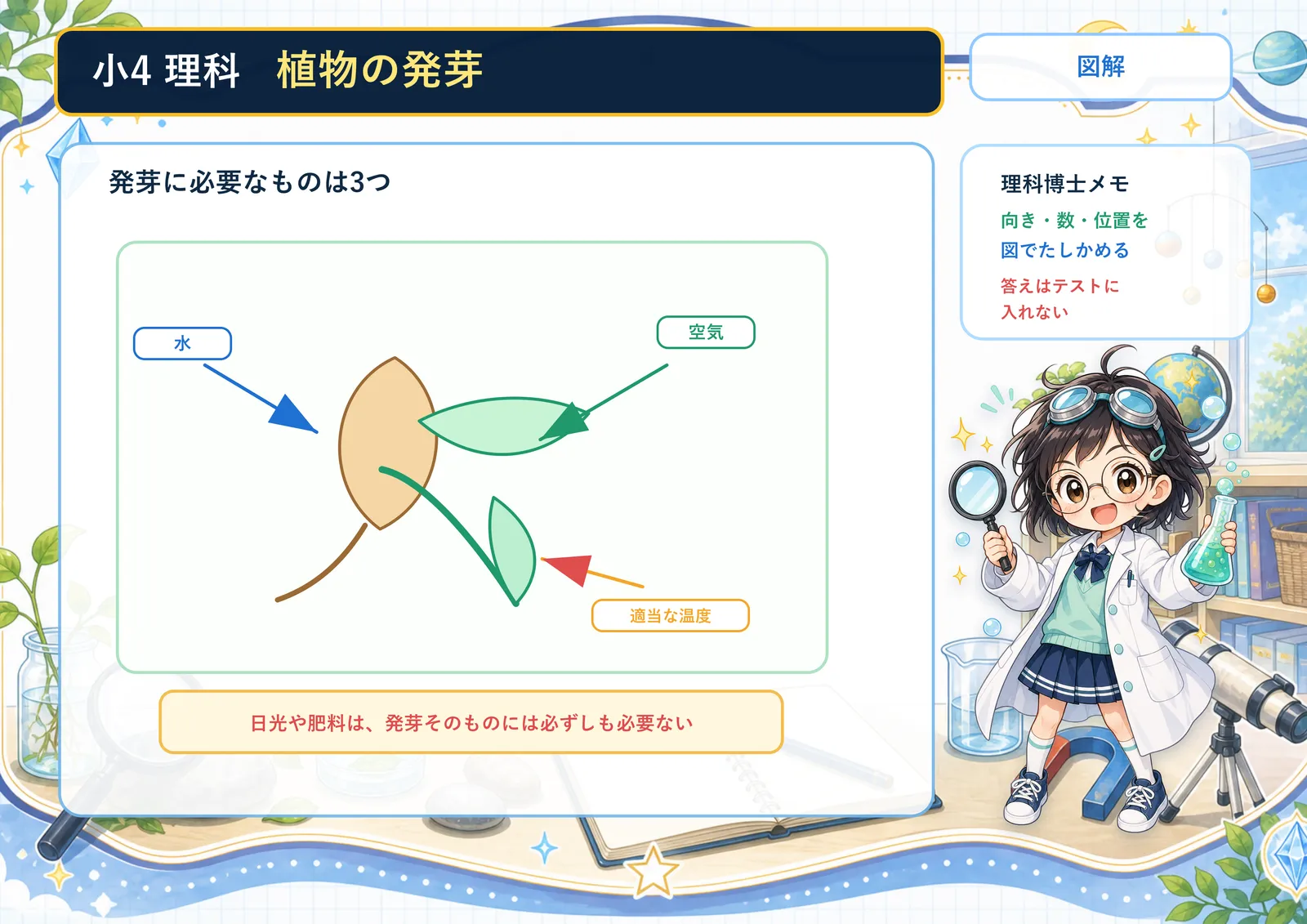 植物の発芽の図解